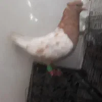 کبوتر