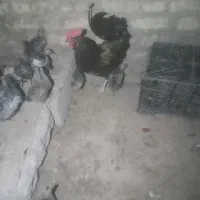 حیوآنات مزرعه