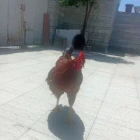 خروس محلی مس