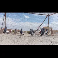 کفتر