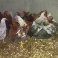 تخچه مرغ و خروس تعداد80