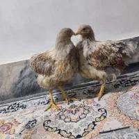 فروش مرغ و خروس خاص و جوجه آمریکایی و برهما