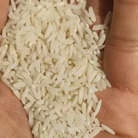 برنج هاشمی اصل و خالص