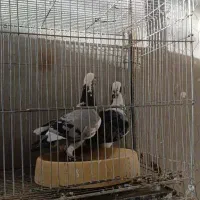 کفتر|پرنده|سراوان, |دیوار