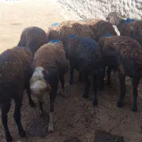 گوسفند