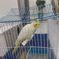 ۳عدد عروس هلندی