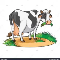 گاو برانسوی رنگ خرمایی
