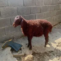 بره نر همو