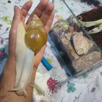 حلزون دونه ای ۱۰ تومن