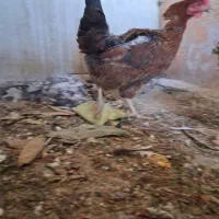 مرغ تخمگذار