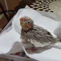 جوجه عروس هلندی سرلاکی