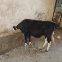 فروش گوساله سیمنتال
