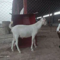 کهر نر