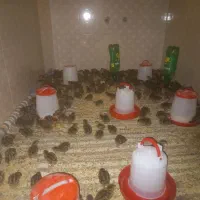 بلدرچین