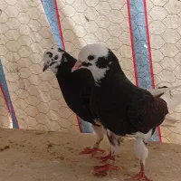 جوجه کبوتر پرشی