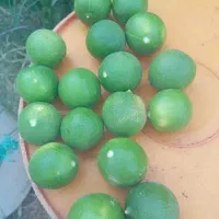 200کیلو لیمو تازه دس چین ابدار اماده