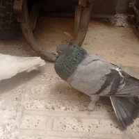 کبوتر ماه رو یه کت سبز سوسکی  سرکله دم سبز