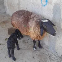 ۳عدد گوسفند با ۳عدد بره