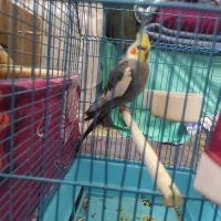 عروس هلندی نر