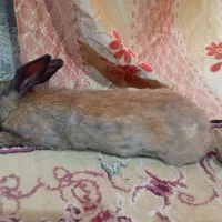 خرگوش ماده