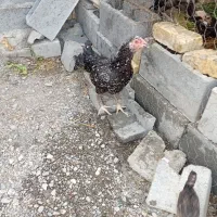 فروش مرغ خروس رودان