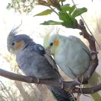 عروس هلندی
