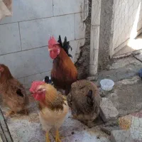 مرغ و خروس