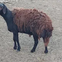 شیشک قوچ جهت نسل کشی