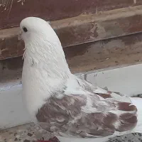 کبوتر پرشی