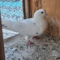۴ تا کفتر تهرانی پرشی گرفتنی معاوضه تهرانی خال دیگ
