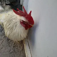 خروس فروشی
