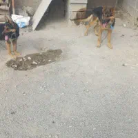 یک جفت ژرمن