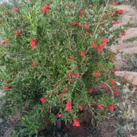 باغ واقع در شهرک ویلایی