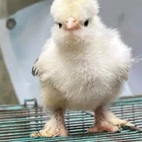 انواع جوجه های زینتی خاص سلطان . لهستانی .برهما