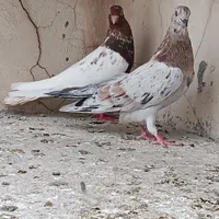 کبوتر رنگی کله سرخ،زرد دم سفید،ابرش سرور|پرنده|گنبد کاووس, |دیوار