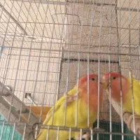 کوتوله برزیلی دستی جهرم