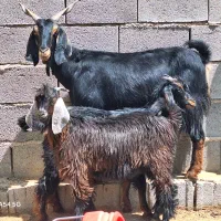 ۲ راس بز ۴ راس کهره