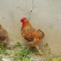 خروس چهل تاج لری