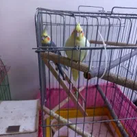 عروس هلندی