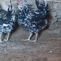 مرغ وخروس گلین