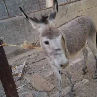خر ماده