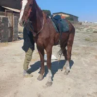 اسب بلند قامت.