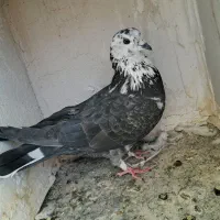 کفتر