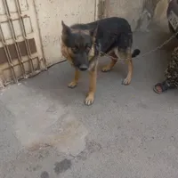 سگ ژرمن