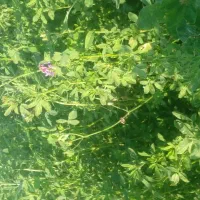 یونجه|عمدهفروشی|قصرشیرین, |دیوار