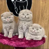 فروشگاه گربه های اصیل ( پرشین بریتیش اسکاتیش )