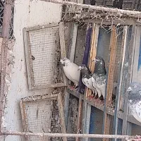 فروش کبوتر ساعت سنگین.