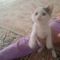 گربه|گربه|تربت‌حیدریه, ۴۵ متری|دیوار