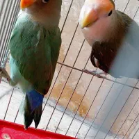 طوطی برزیلی نروماده