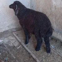 بره نر